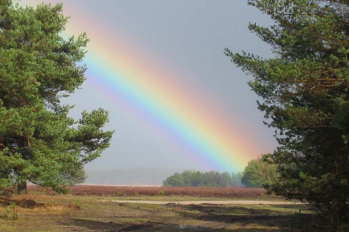 Regenbogen in der Senne - Foto: Ute Röder