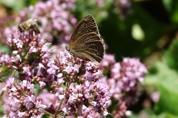 Schmetterlingsblüte - Foto: Carola Hoppen