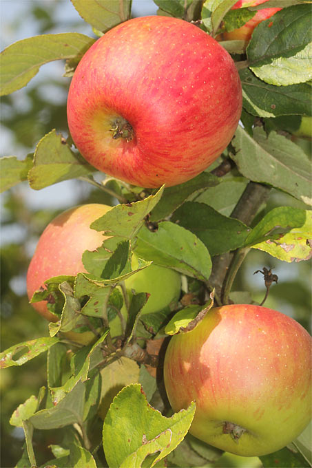 Äpfel – Foto: Helge May