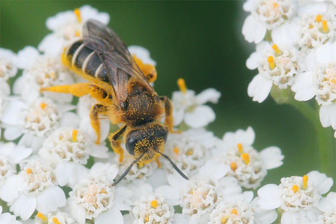 Wildbiene auf Schafgarbe - Foto: Helge May