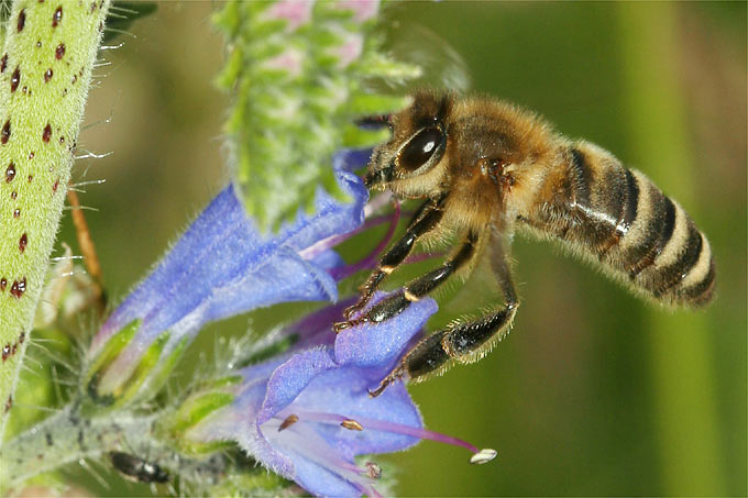 Honigbiene an Natternkopf - Foto: Helge May