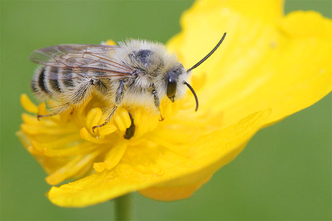 Wildbiene auf Zungen-Hahnenfuß - Foto: Helge May