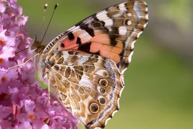 Seitenansicht eines Schmetterlings auf Blüten