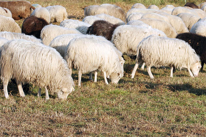 Skudden und Schafe - Foto: Helge May