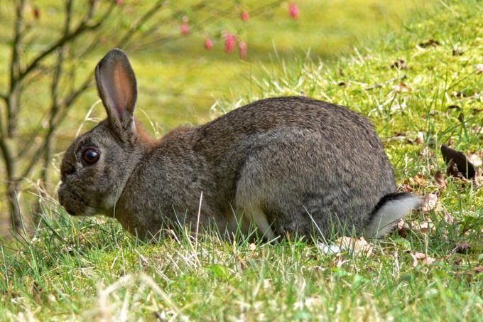 Kaninchen auf einer grünen Wiese