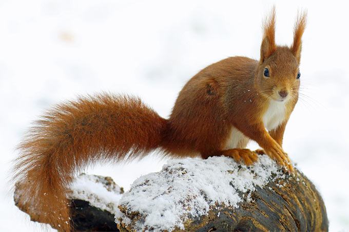 Eichhörnchen im Winter - Foto: Frank Derer