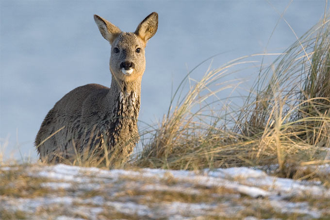 Ein dickes Fell schützt Rehe und andere Säugetiere im Winter - Foto: Frank Derer
