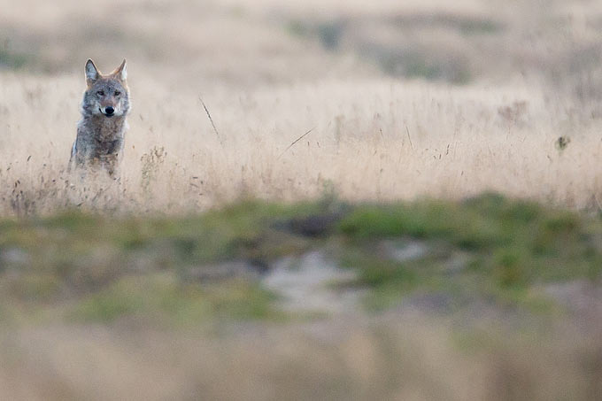 Wolf auf dem Truppenübungsplatz Munster Nord - Foto: Jürgen Borris