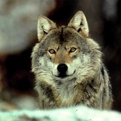 Wolf - Foto: NABU/Hans Pollin