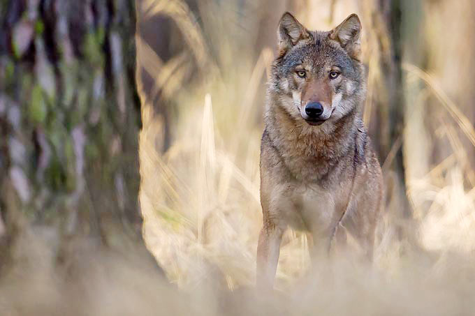 Wolf - Foto: Heiko Anders