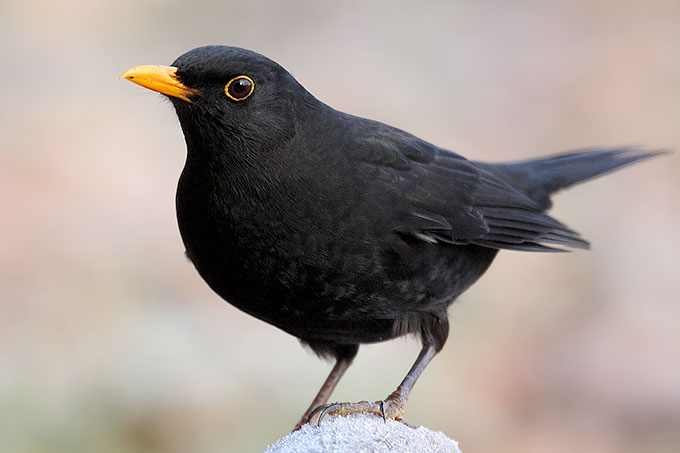 Amsel - Foto: Frank Derer