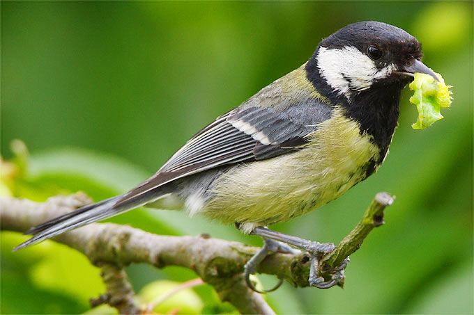 Kohlmeise mit Raupe - Foto: Frank Derer