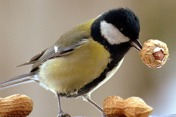 Welches Futter mögen Vögel am liebsten?