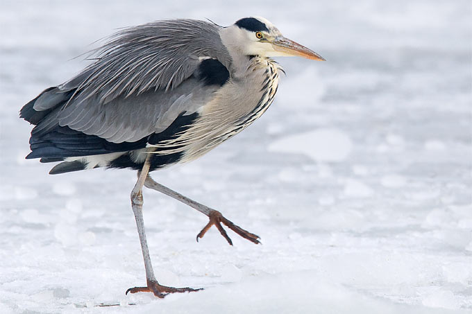 Graureiher im Winter: Für einige Vögel wird die Nahrungssuche unter Schnee und Eis zum ernsten Problem - Foto: Frank Derer