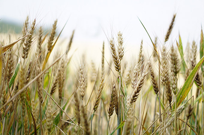 Getreide - Foto: Pixabay/Kira Hoffmann
