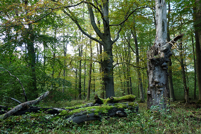 Wald - Foto: Uwe Prietzel