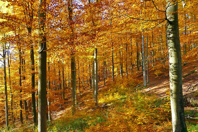 Herbstlicher Mittelgebirgs-Buchenwald - Foto: NABU/Hubertus Schwarzentraub