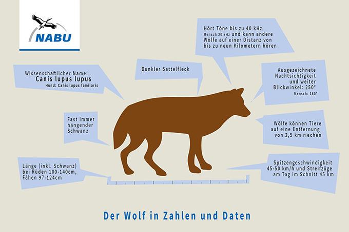 Zahlen und Daten zum Wolf - Grafik: NABU/Stefanie Gendera