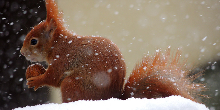 Eichhörnchen im Schnee - Foto: Martina Kamann/www.naturgucker.de