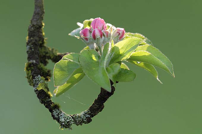 Apfelblüte - Foto: Hans-Martin Kochanek