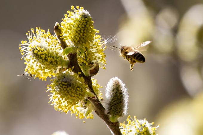 Weidenkätzchen mit Biene - Foto: Hans-Martin Kochanek