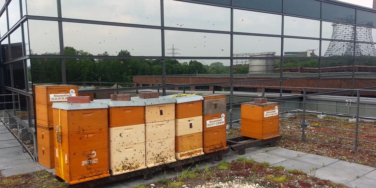 Honigbienen auf dem Dach der RAG MI-Konzernzentrale in Essen - Foto: Oliver Häckel