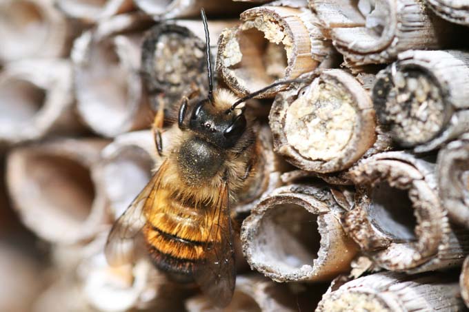 Wildbiene an der Nisthilfe - Foto: Dennis Wolter