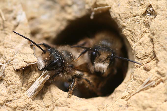 Wildbienen in einer Nisthilfe - Foto: Dennis Wolter