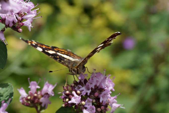 Nahrungsvielfalt für Schmetterlinge - Foto: Gaby Ingwersen