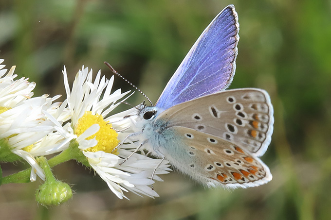 Hauhechel-Bläuling - Foto: Joachim Eberhard