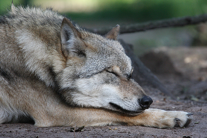 Wolf dösend - Foto: Thomas Pusch