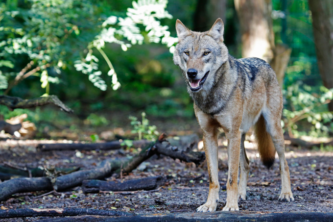 Wolf - Foto: Thomas Pusch