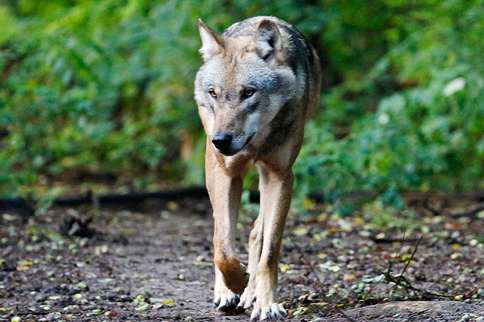 Wolf Foto: Thomas Pusch