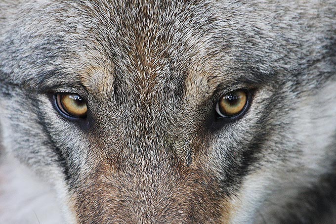 Wolfsaugen, Foto: Thomas Pusch