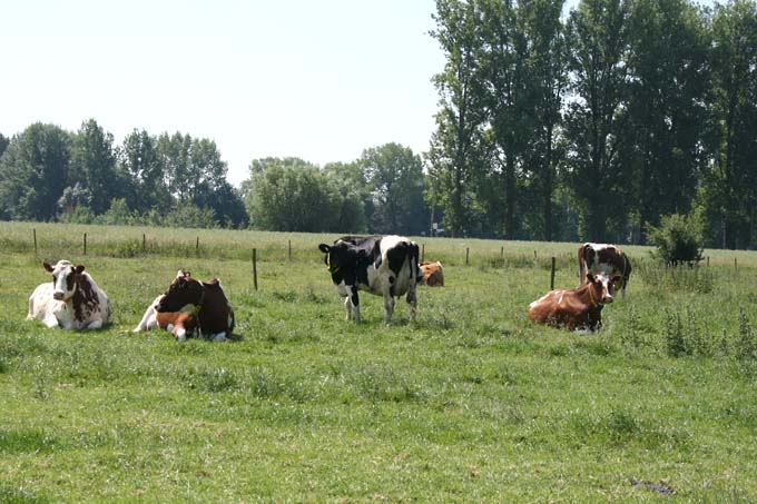 Kühe in der Hetter - Foto: Birgit Königs