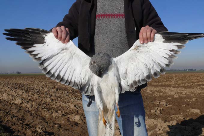 Geschossene Kornweihe - Foto: Komitee gegen den Vogelmord
