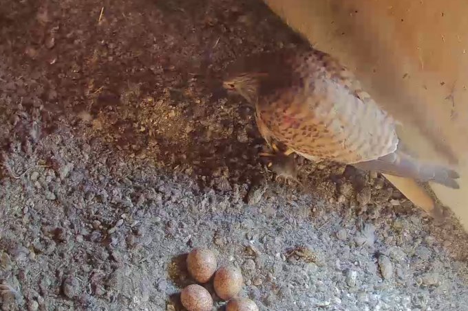 Die Brut läuft zögerlich an, doch plötzlich kann man 4 Eier entdecken - Foto: Pixtura e. K.