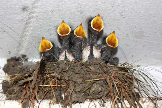 Hunger! Rauchschwalbenkinder in Ihrem Nest im Stall - Foto: Herbert Beste