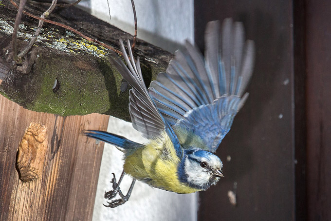 Blaumeise startet - Foto: Hans-Martin Kochanek