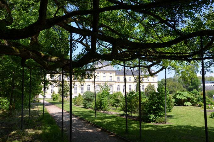 Durch die Stützpfeiler des Ginkobaums blickt man auf das Barockschloss im Botanischen Garten - Foto: Lennart Frickenschmidt