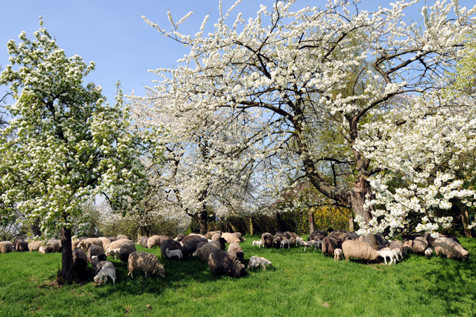 Obstblüte auf der Streuobstwiese des NABU Rheinberg - Foto: Peter Malzbender