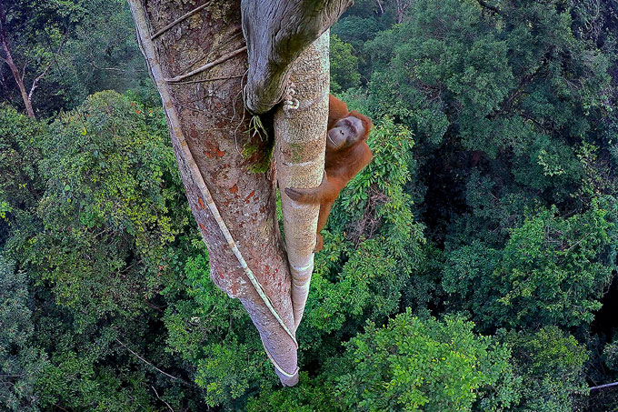 kletternder Orang-Utan - Foto: Tim Laman