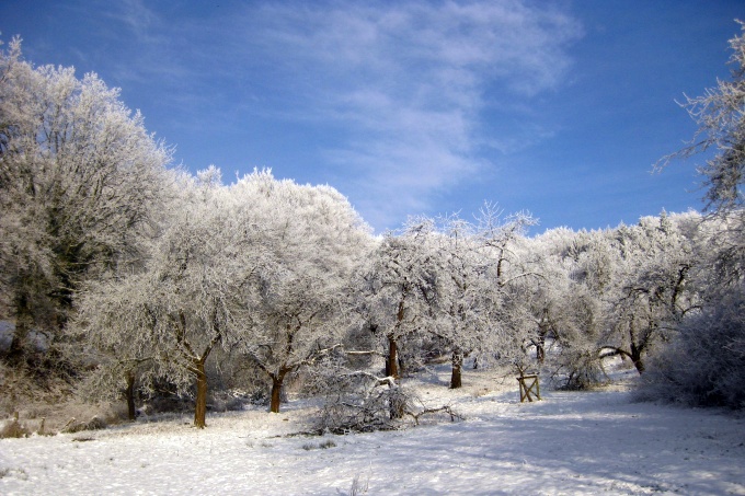 Streuobstwiese im Winter - Foto: Jürgen Seeger