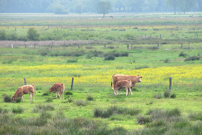 Feuchtwiesen in der Dingdener Heide - Foto: Birgit Königs