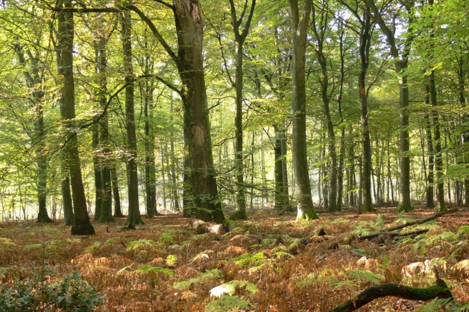 Der Reichswald am Niederrhein. Foto: NABU/Dietrich Cerff