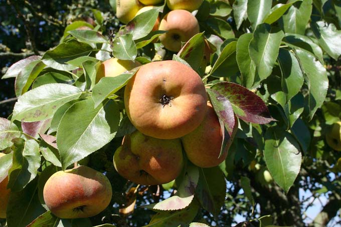 Äpfel im Baum - Foto: Lydia Bünger
