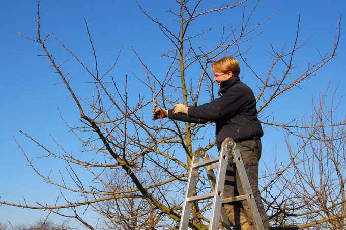 Um einem hochstämmigen Obstbaum einen regelmäßigen Pflegeschnitt zu verpassen, braucht der NABU je nach Alter des Baumes zwischen 10 und 30 Euro.  - Foto: Claudia Heitmann