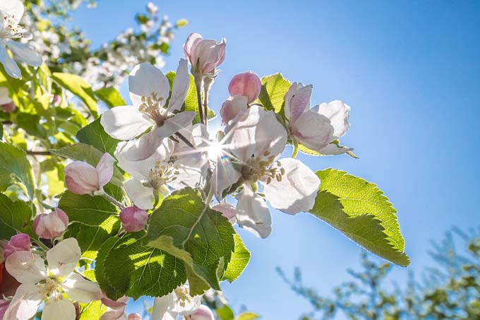 Apfelblüte - Foto: Hans-Martin Kochanek