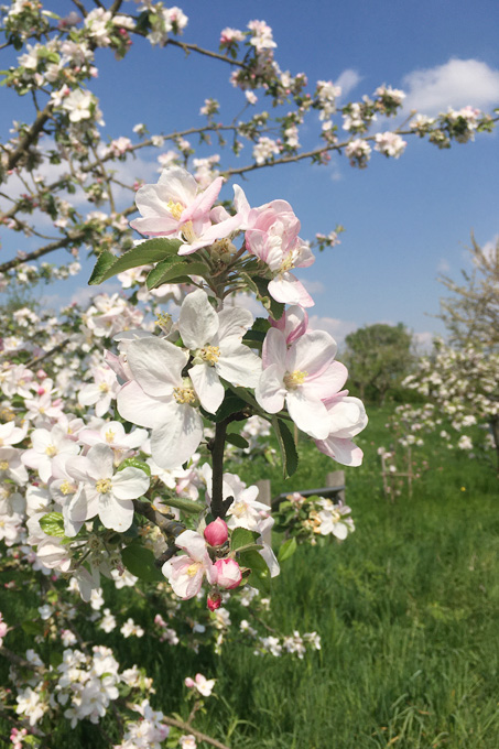 Apfelblüte - Foto: Christine Loges