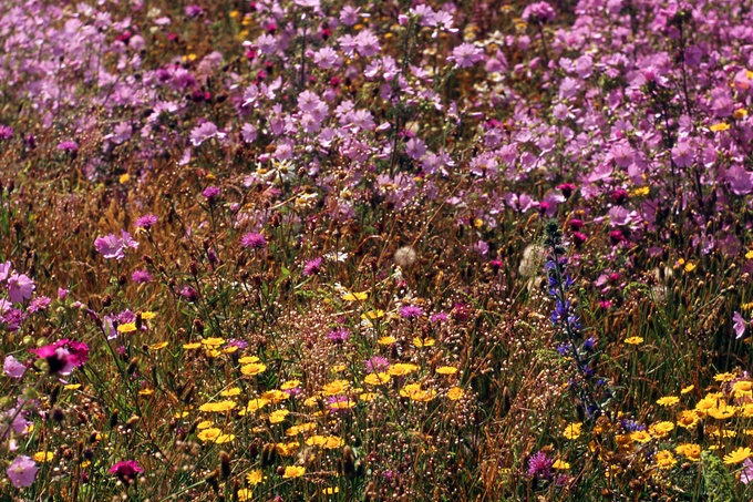 Blütenwiese - Foto: C. F. Jacobs